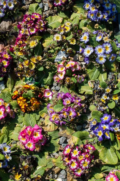 Bloeiende Mooie Kleurrijke Natuurlijke Bloemen Als Bloemen Achtergrond — Stockfoto