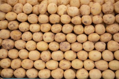 Taze sebze konsepti, organik doğal gıda, patates yetiştirme, tarım..