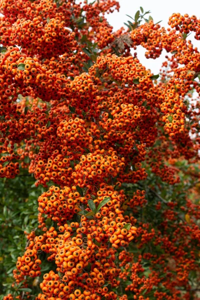 Ein Vogelbeerzweig Mit Roten Beeren Herbst Und Natürlicher Hintergrund — Stockfoto