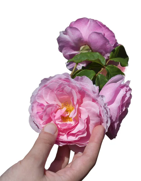 Розовая Роза Цветы Руке Праздника Боке Макрос Цветочный Фон Романтическое — стоковое фото