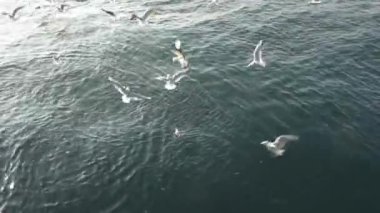 Aç martılar havada uçar ve yiyecek yakalar.