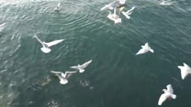 Aç martılar havada uçar ve yiyecek yakalar.