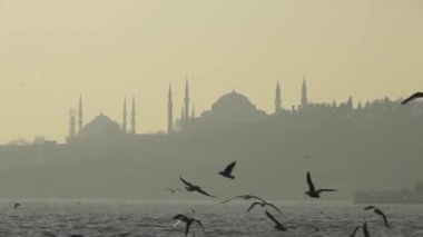 Türkiye 'nin İstanbul kentindeki martılar