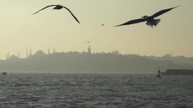 Martılar gökyüzünde uçuyor. İstanbul, Türkiye.  