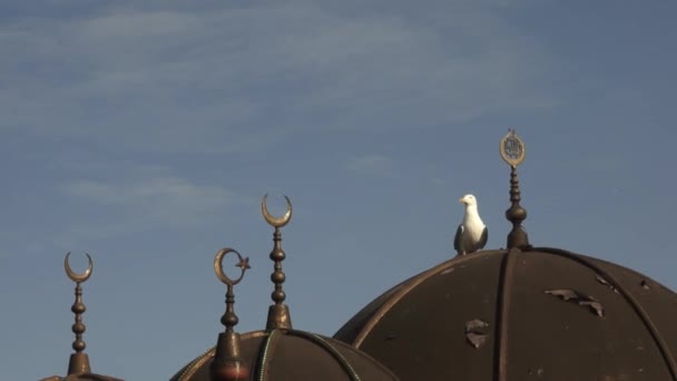 모스크와 해골의 — 비디오