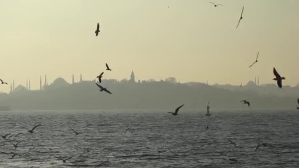 Zeemeeuwen Stadsgezichten Van Istanbul Turkije — Stockvideo