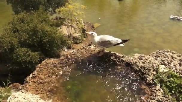 Белая Чайка Пьет Воду Озере Стоковый Видеоролик