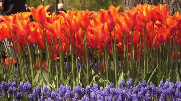 Hermosas Flores Jardín — Vídeos de Stock