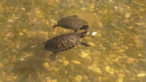 Черепахи Плавают Мутной Воде Стоковое Видео