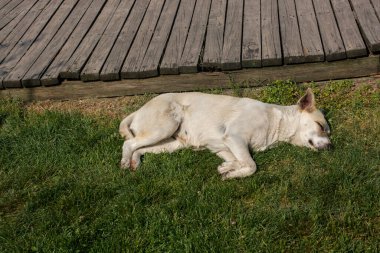 Evsiz sokak köpeği evcil hayvan konsepti olarak görülüyor.
