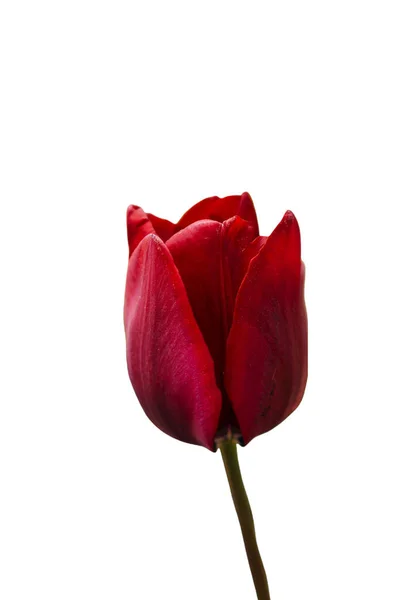 Mooie Rode Tulp Bloem Voor Ansichtkaart Beauty Design Tulpen Behang — Stockfoto