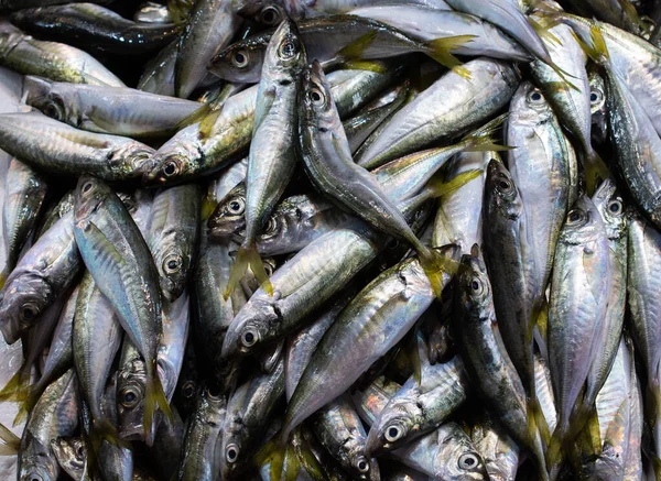 Čerstvé Ryby Jako Mořské Krmivo Prodej Rybím Trhu — Stock fotografie