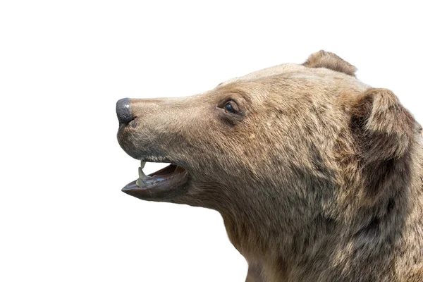 Medvěd Hnědý Ursus Arctos Divoký Život Zvíře Bílém Pozadí — Stock fotografie