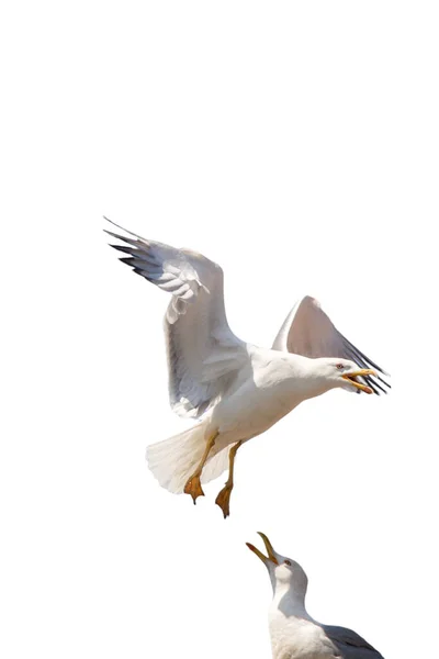 Isolated Seagull White Background — Stock Photo, Image