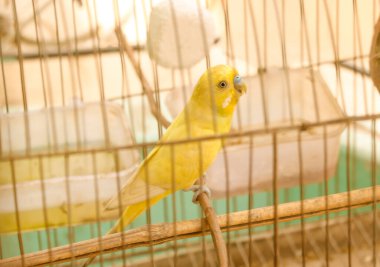 Sarı muhabbet kuşu kafese yakın oturuyor.