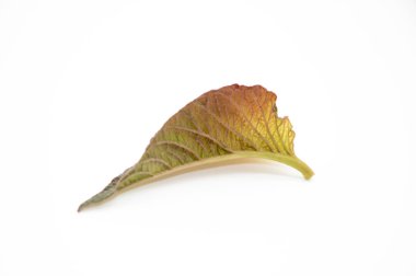 Sebze yaprakları beyaz arkaplanda izole