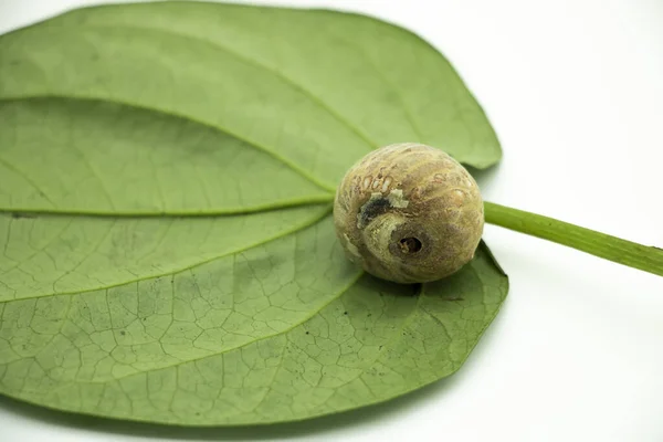 fresh betel nut on betel leaf isolated on white background