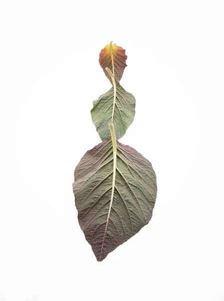 fresh Amaranth leaf isolate on white background