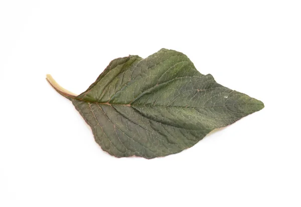 Red Amaranth Leaf White Background — Stock Photo, Image