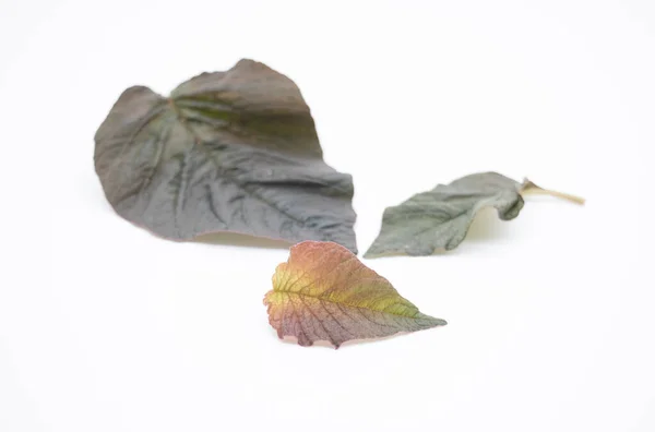 fresh Amaranth leaf isolate on white background, vegetable concept
