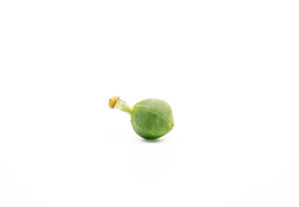 Frutos Groselha Espinhosa Sementes Amalaki Isoladas Sobre Fundo Branco — Fotografia de Stock