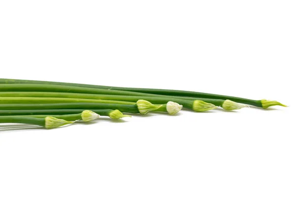 Fresh Garlic Chives Close White Background — Stockfoto