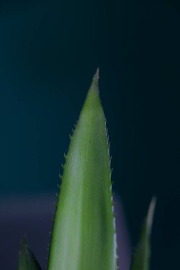 arkaplan duvar kağıdı için tek yeşil ananas yaprağı kullanımı