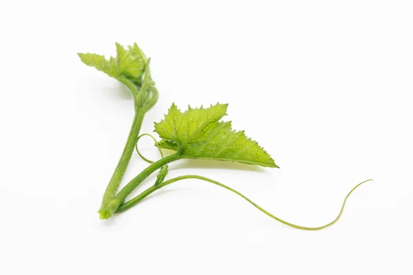 Pumpkin Green Leaves White Background — Stock Photo, Image