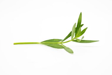 Küçük yapraklar, yeşil sebze yaprağı beyaz arkaplanda izole edilmiş.