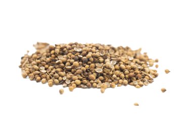 Kişniş tohumları beyaz arkaplana yerleştirilir