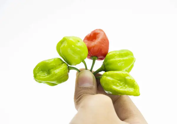 Chili Pepper Naga Morich Naga Chili Hand Isolate White Front — Stock Photo, Image