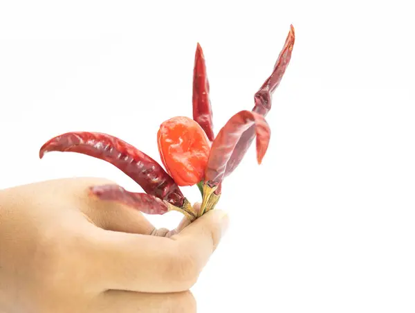 Spicy Chili Peppers Naga Chili Hand White Background — Stock Photo, Image