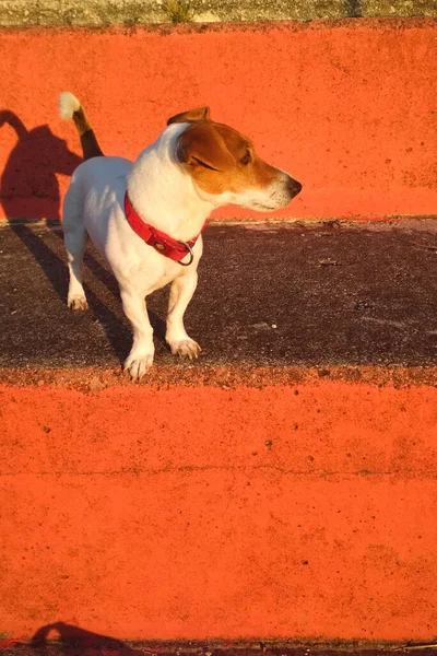 Kırmızı duvarlı küçük bir Jack Russell portresi.