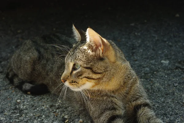 Retrato Gato Perdido — Fotografia de Stock