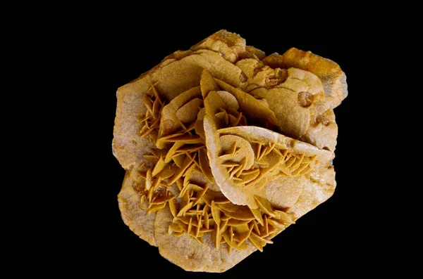 Desert rose or sand rose, mineral stone on black background.