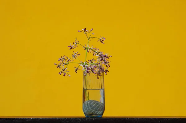 Sulu bir bardakta Melia azedarach 'ın (veya Chinaberry' nin) kesilmiş ve mis kokulu çiçekleri ve çiçekleri, bir evin sarı arka planında, bahardan yaza kadar çiçek açar.