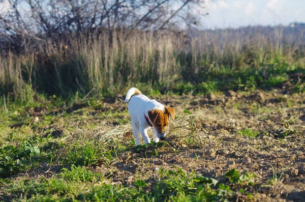 A Jack Russell dog goes in search of the lizards that are hiding in the clods of earth