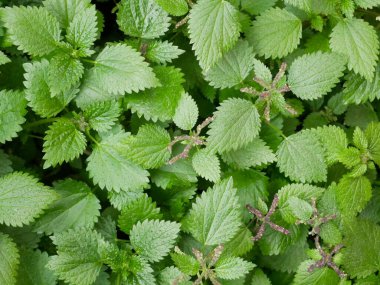 Taze ısırgan otu yaprakları pişirmede ve tıbbi bir bitki olarak kullanılır.