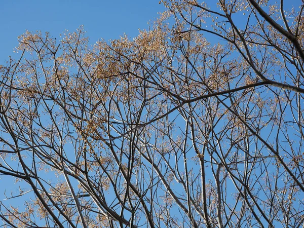 Melia Azedarach Rosario Chinaberry Frutos Con Semillas Floración Produce Primavera — Foto de Stock