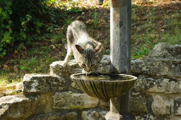 A stray cat drinks in an ancient fountain