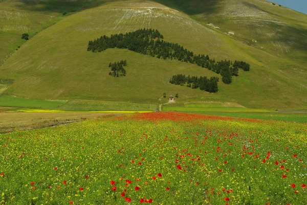 Floraison Sur Plateau Castelluccio Norcia Arrière Plan Silhouette Italie Faite — Photo