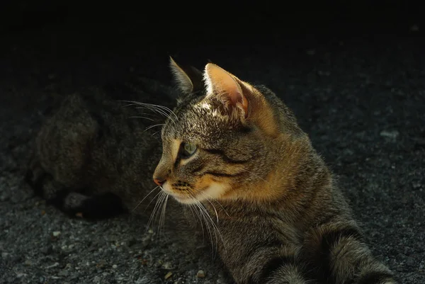 Portrait Stray Cat — Stock Photo, Image