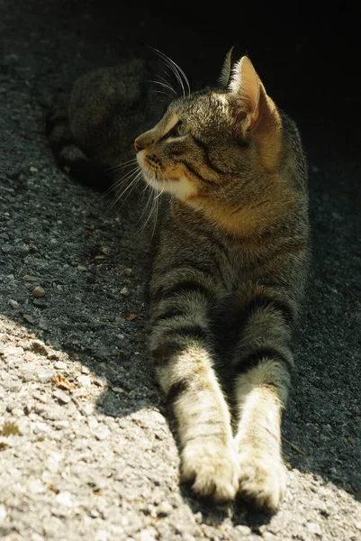 Eine Katze Ruht Vor Der Sommerhitze Schatten Eines Autos — Stockfoto