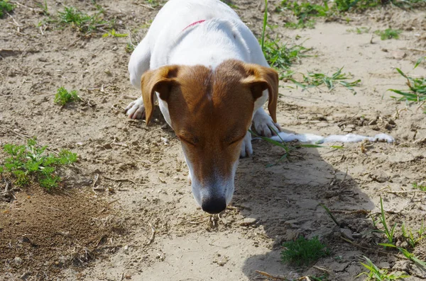 A Jack Russell dog vomits after eating grass
