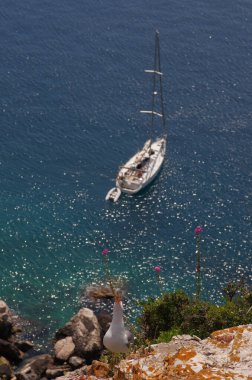 Tremiti Adaları, Adriyatik Denizi, Puglia, İtalya 'daki doğal ortamında ringa martılarının çığlığı