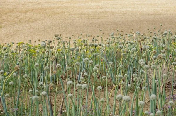 Tohum üretimi için soğanla işlenmiş tarla