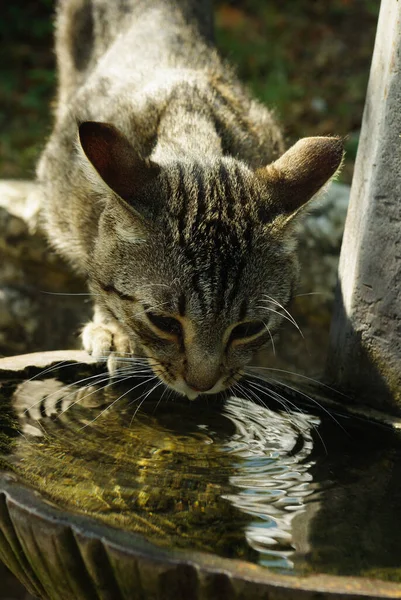 A stray cat drinks in an ancient fountain