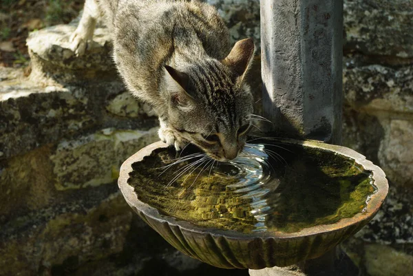 A stray cat drinks in an ancient fountain
