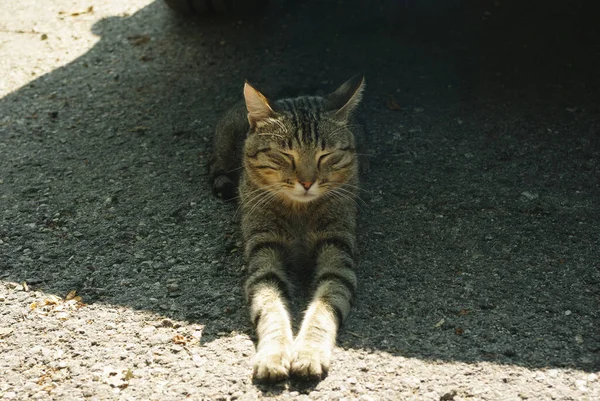 A cat rests from the summer heat in the shade of a car