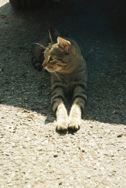 猫は車の陰で夏の暑さから休んでいる — ストック写真